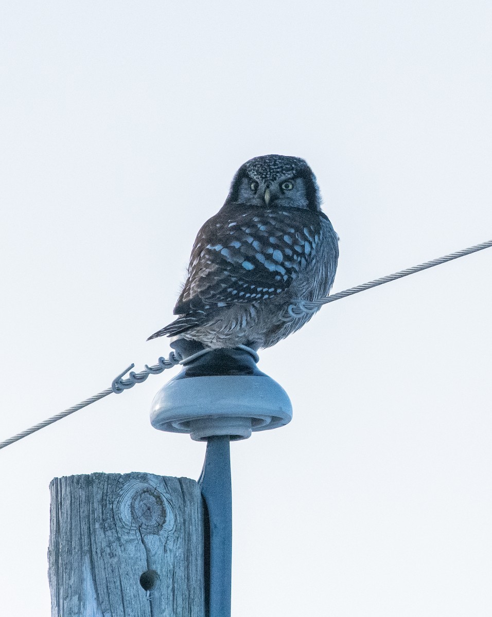 Northern Hawk Owl - ML613804336