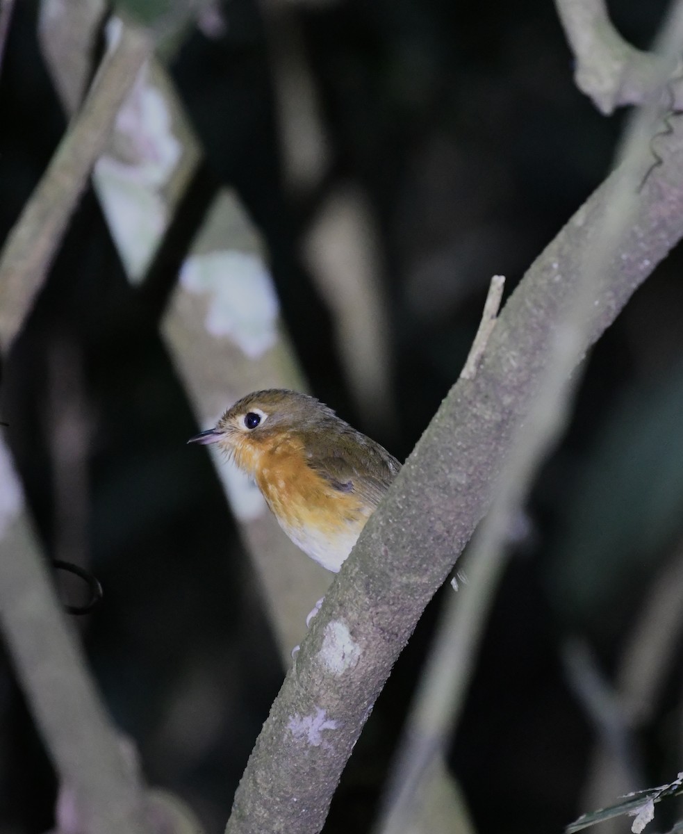 Rusty-breasted Antpitta (Rusty-breasted) - ML613804392