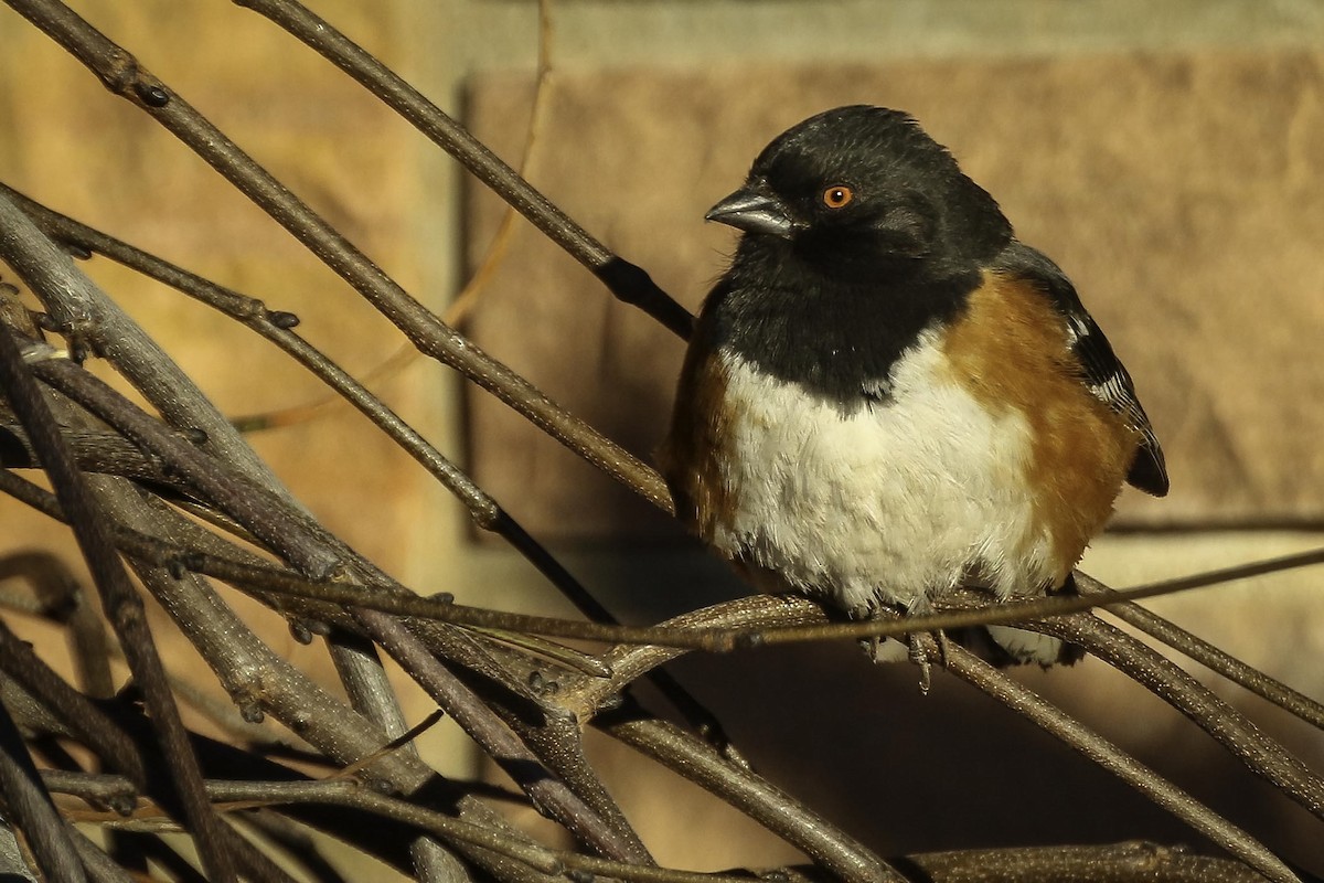 Spotted Towhee - ML613804754
