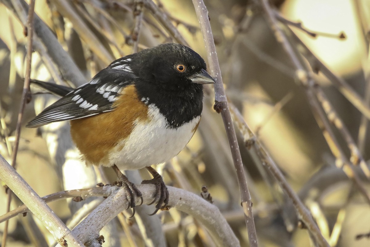 Spotted Towhee - ML613804755