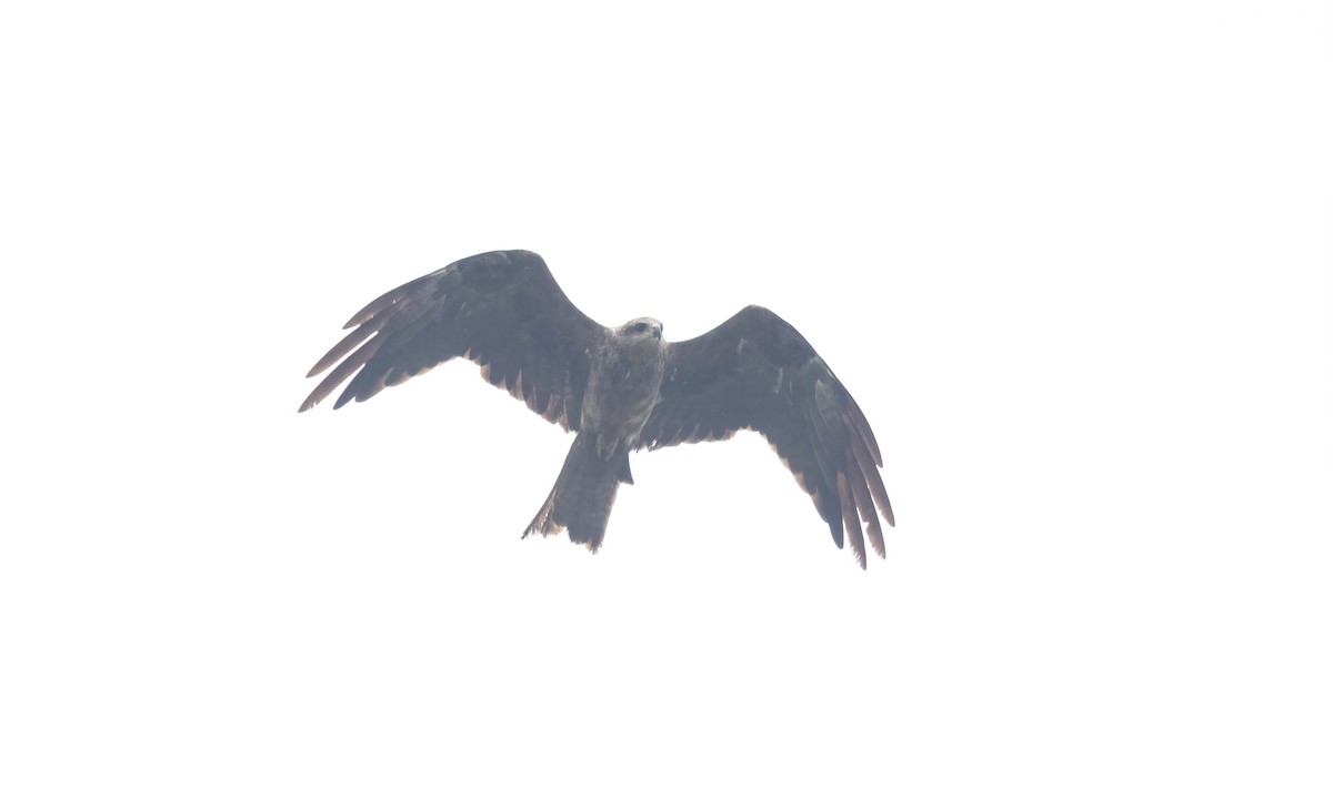 Black Kite (Black) - ML613804957