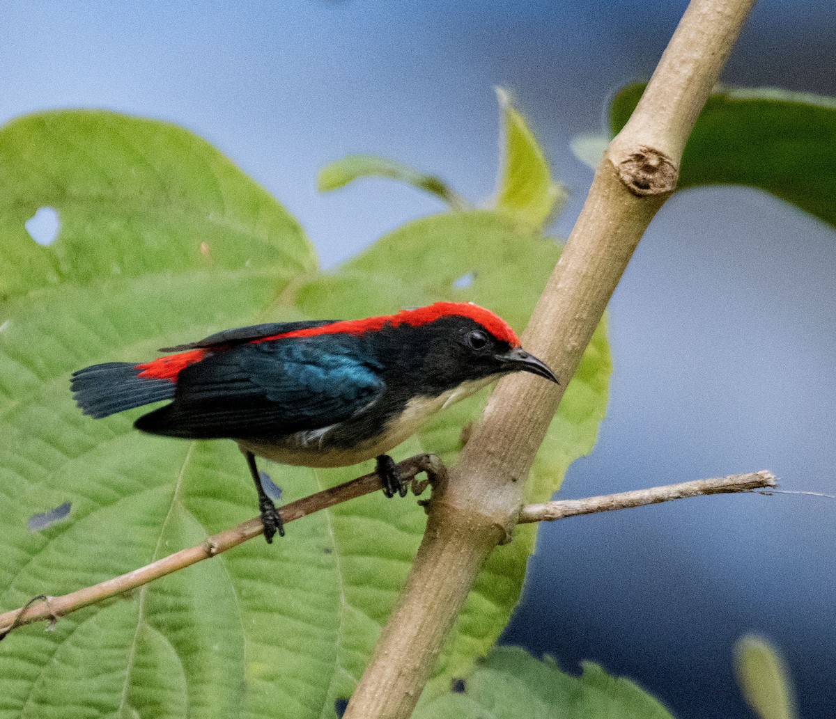 Scarlet-backed Flowerpecker - ML613805641