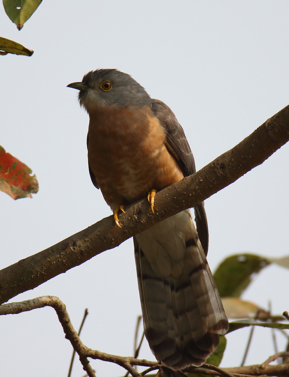 Common Hawk-Cuckoo - Anshuman Sarkar