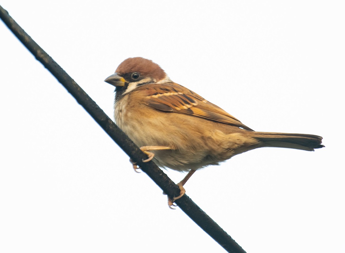 Eurasian Tree Sparrow - ML613805667