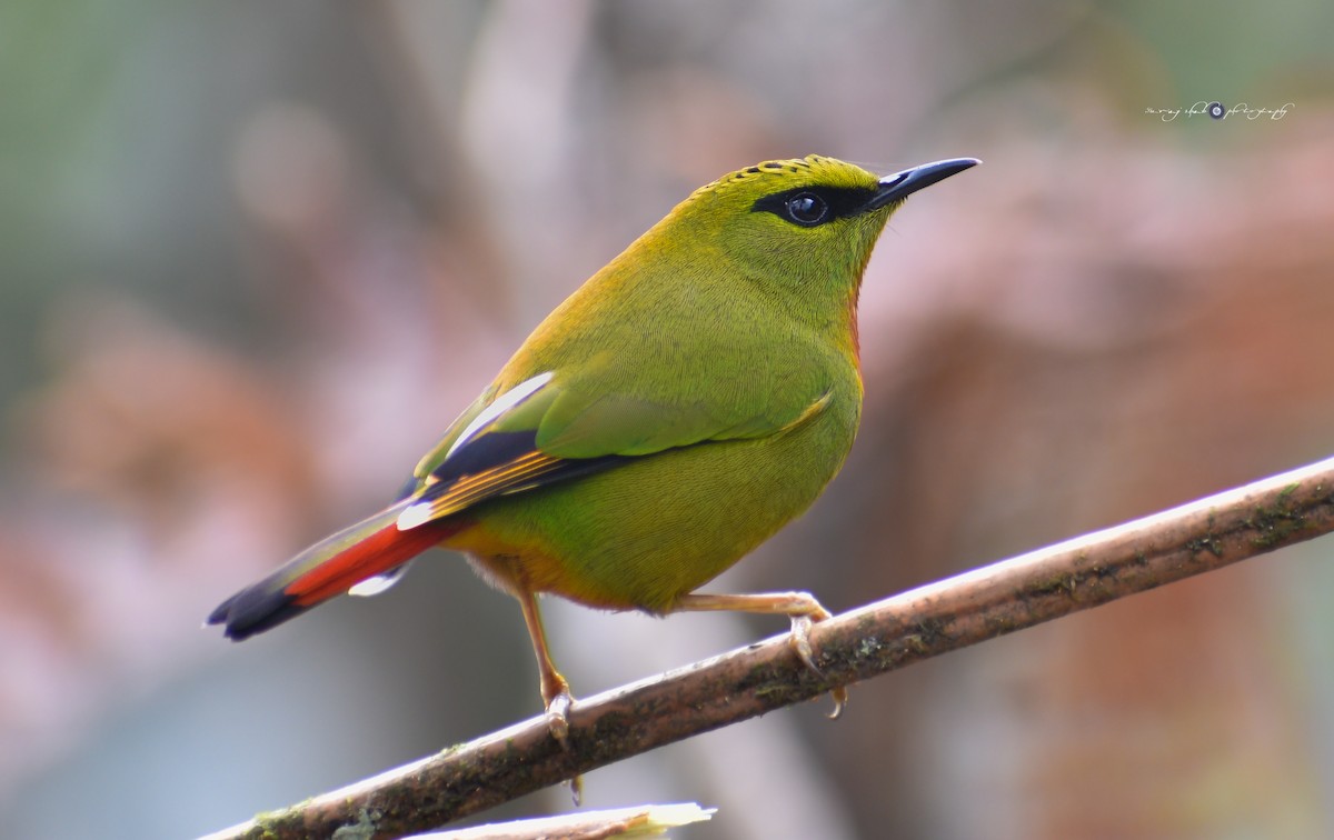 Fire-tailed Myzornis - ML613805686