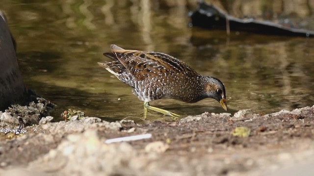 Spotted Crake - ML613805765