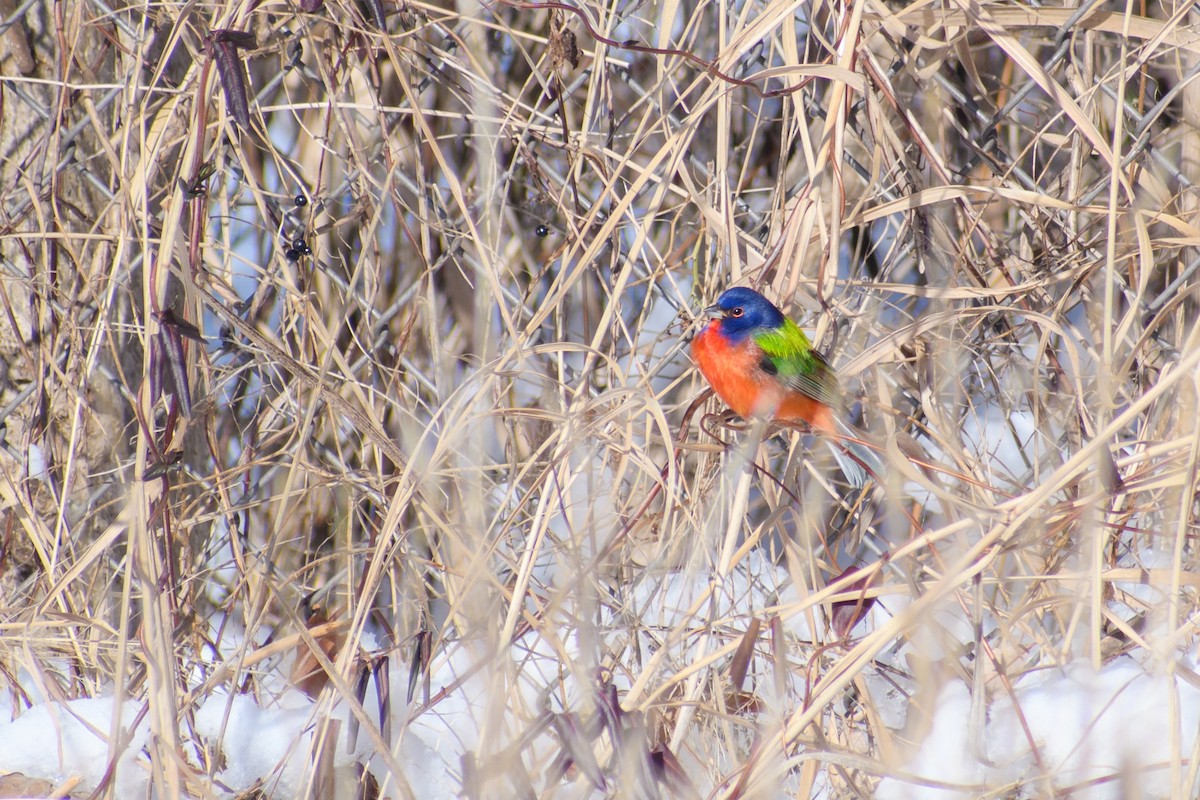 Painted Bunting - ML613806544
