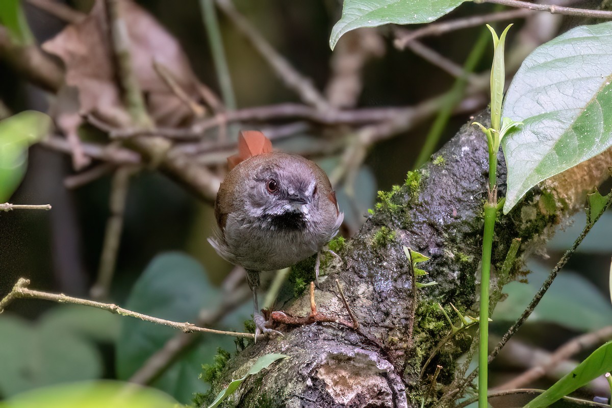 Gray-bellied Spinetail - ML613806602