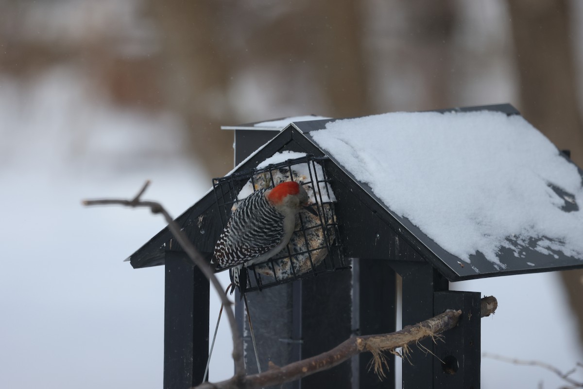 Red-bellied Woodpecker - ML613806628