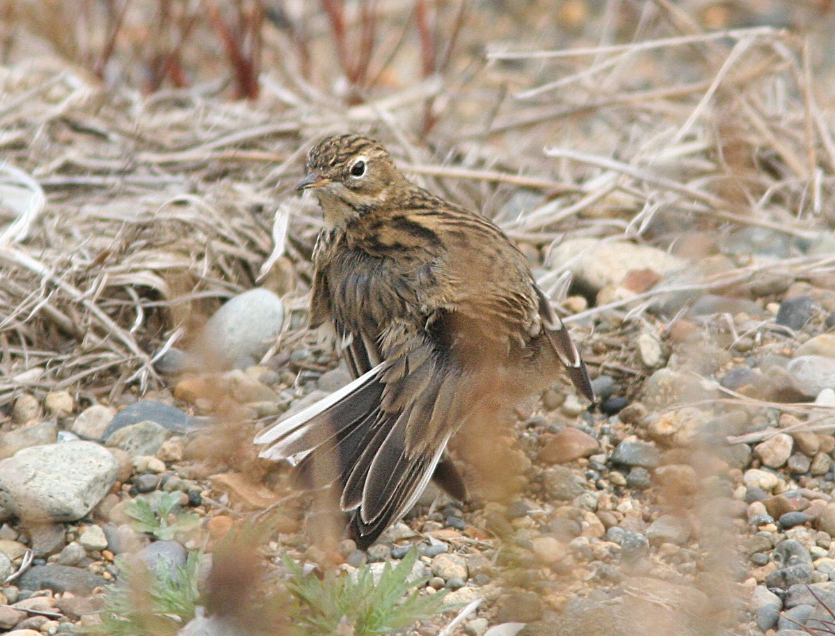 Red-throated Pipit - ML613806671