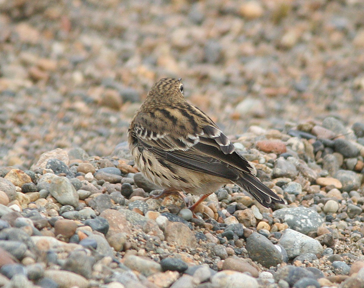 Red-throated Pipit - ML613806672