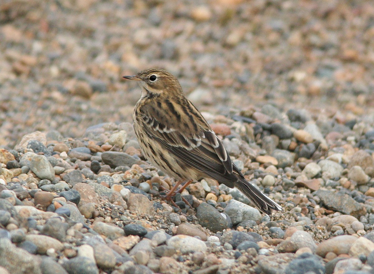 Red-throated Pipit - Alan Schmierer