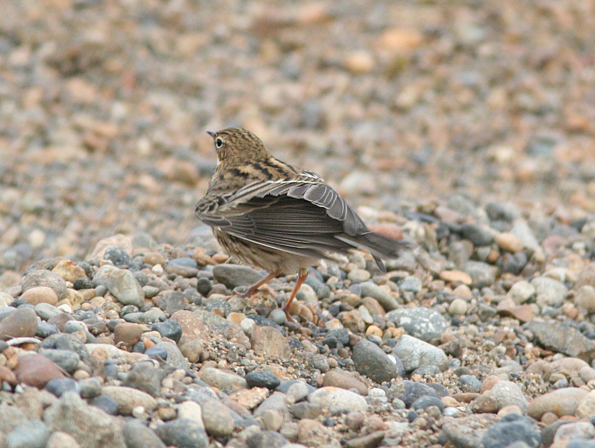 Red-throated Pipit - Alan Schmierer