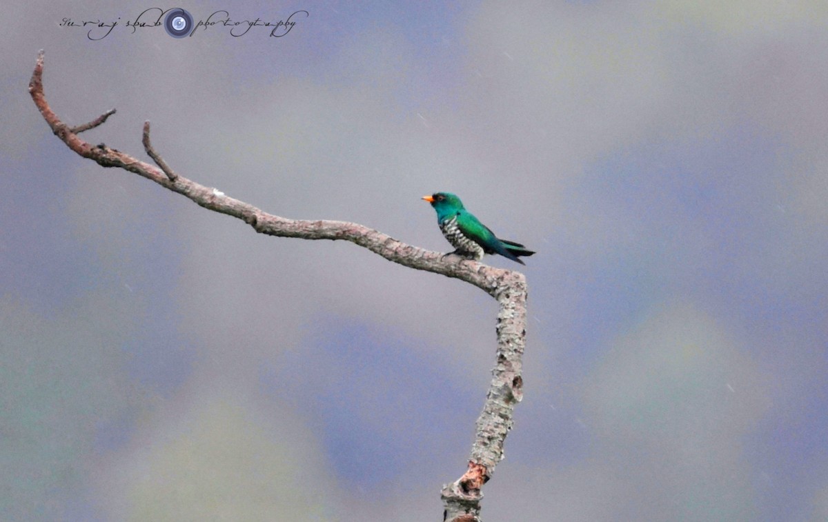Asian Emerald Cuckoo - ML613807080