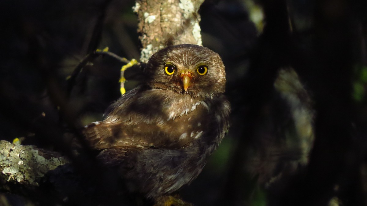 Ferruginous Pygmy-Owl - ML613807124