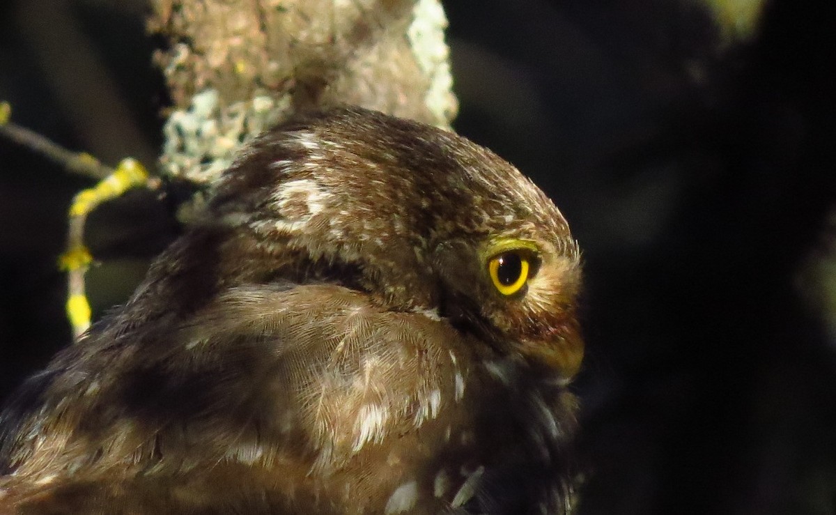 Ferruginous Pygmy-Owl - ML613807132
