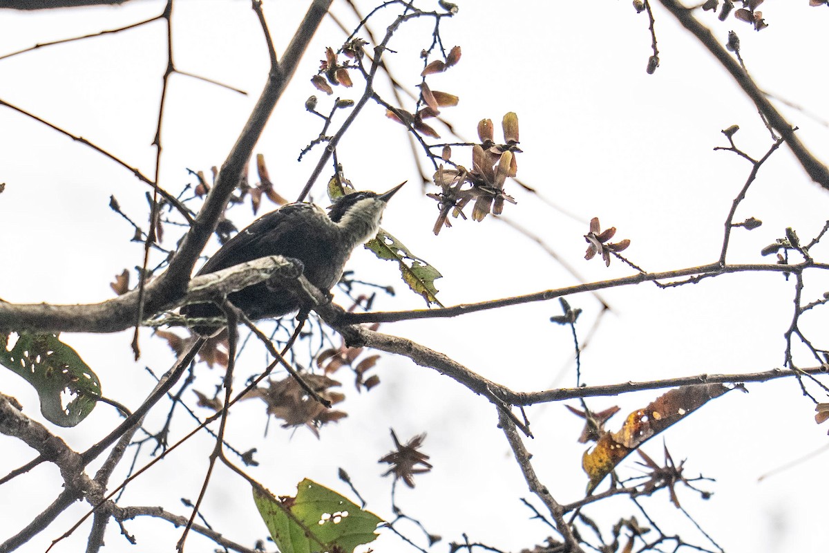 Heart-spotted Woodpecker - ML613807352