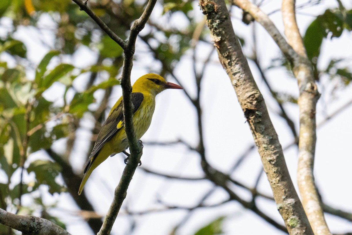 Indian Golden Oriole - ML613807692