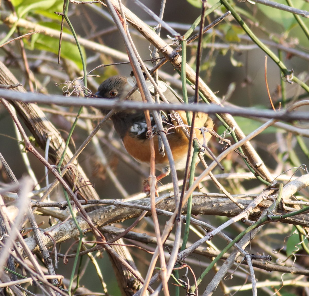 Spotted Towhee - ML613807839