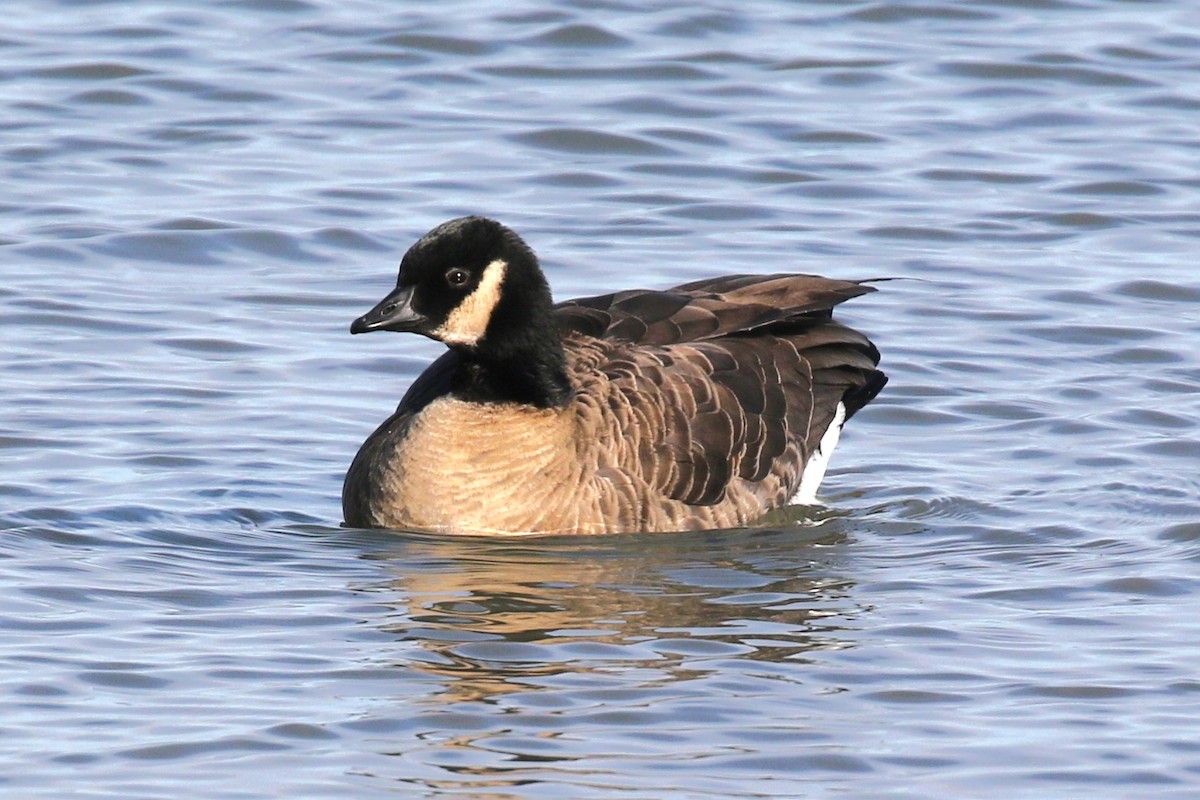 Cackling Goose (Richardson's) - ML613807967