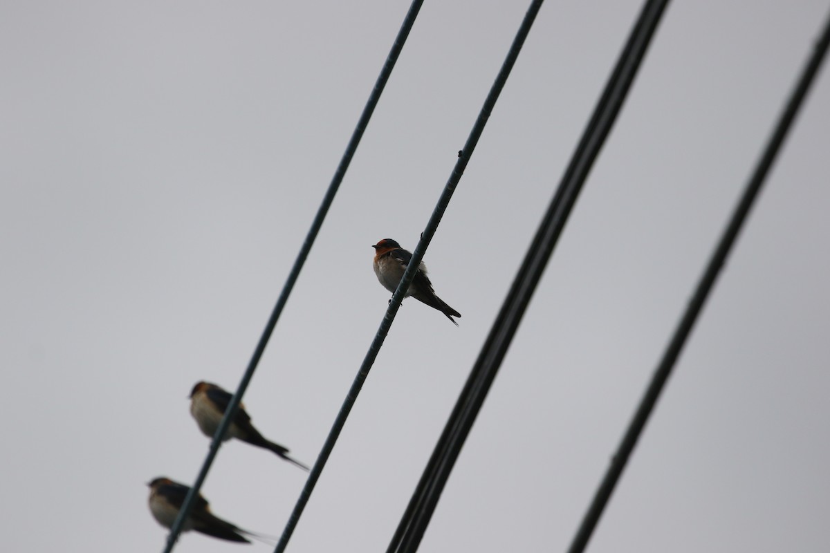 Pacific Swallow - ML613808108