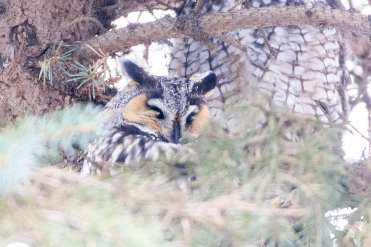 Long-eared Owl - Jean-Sébastien Guénette