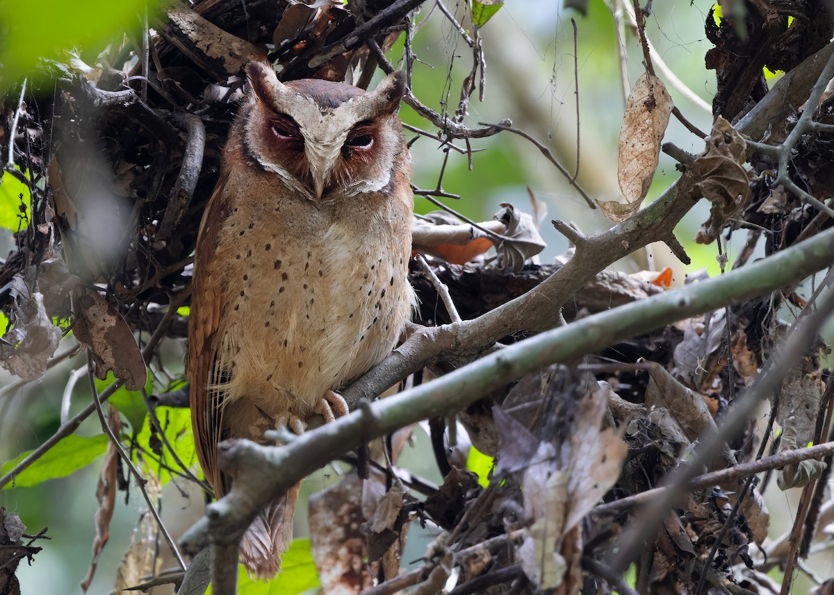 White-fronted Scops-Owl - ML613808251