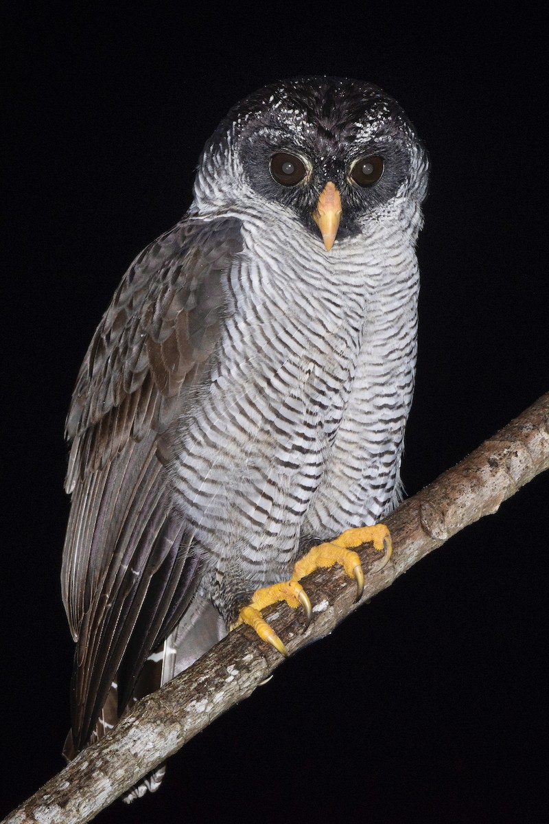 Black-and-white Owl - Carlos Echeverría