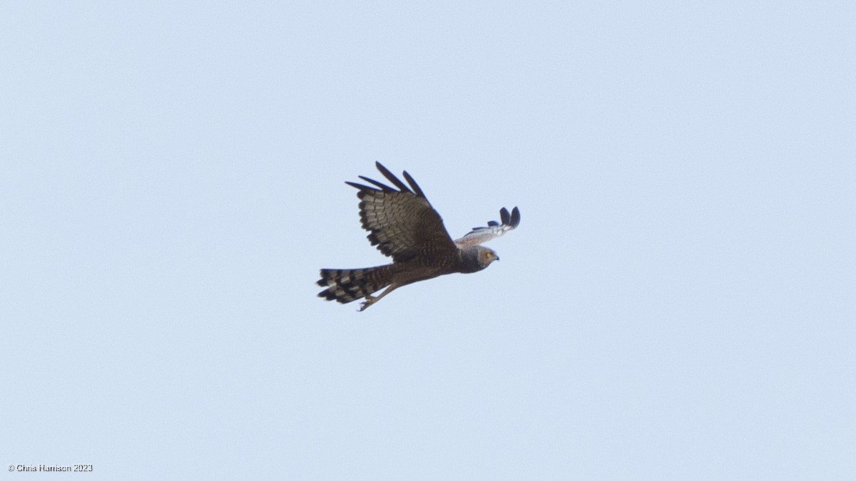 Spotted Harrier - ML613808473