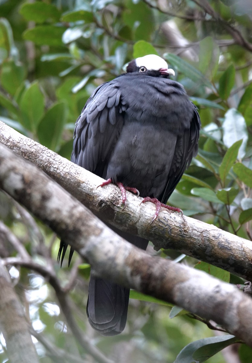 White-crowned Pigeon - ML613808523