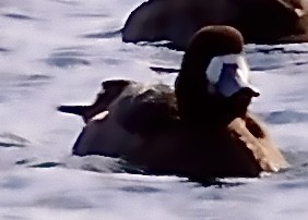 Greater Scaup - ML613808792