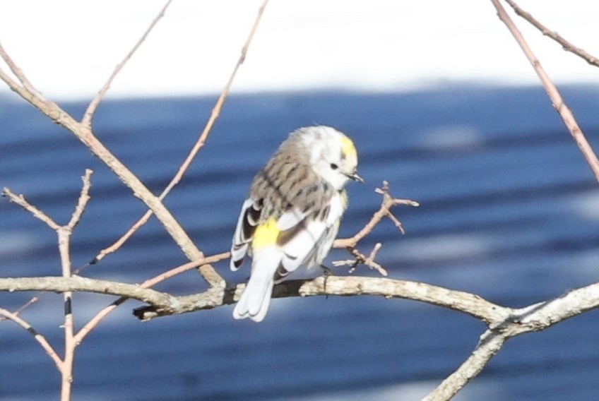 Yellow-rumped Warbler - Bruce  Purdy