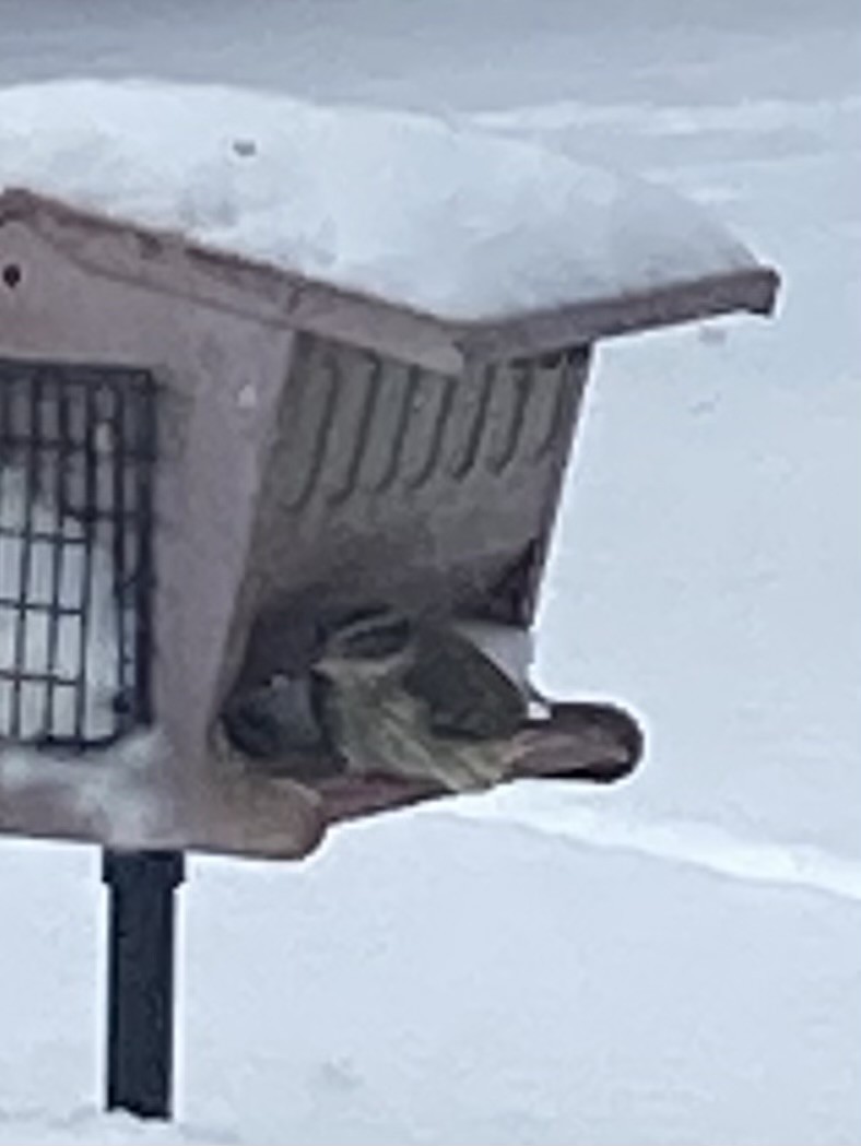 New York Breeding Bird Atlas Checklist 21 Jan 2024 39 Mason Road