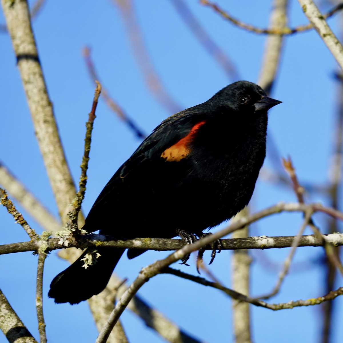 Red-winged Blackbird - ML613809252