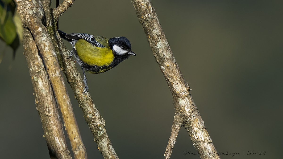 Green-backed Tit - ML613809284