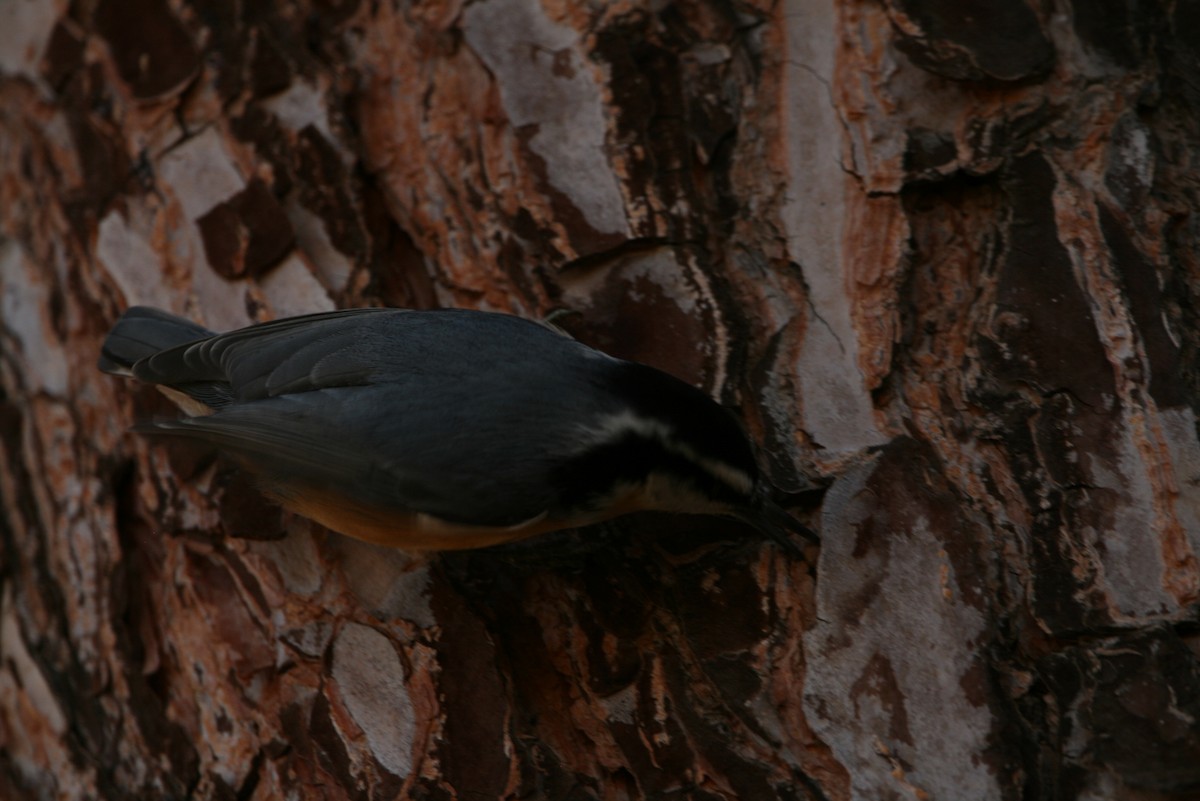 Red-breasted Nuthatch - ML613809464