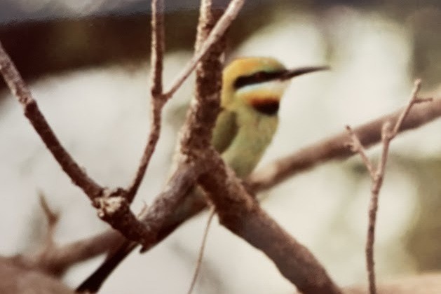 Rainbow Bee-eater - ML613809466
