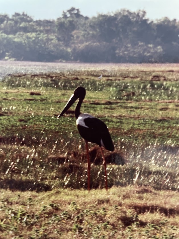 Black-necked Stork - ML613809559