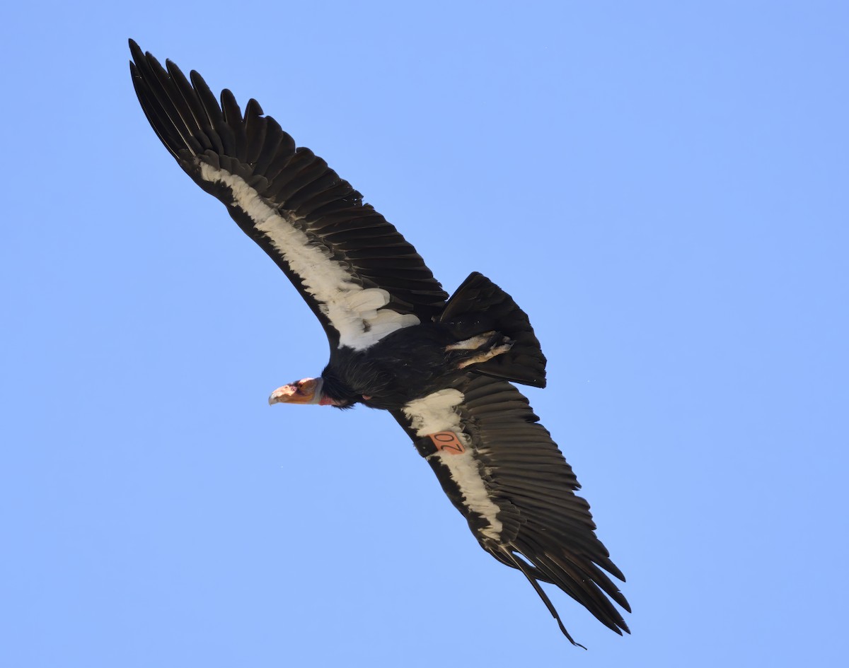 California Condor - ML613809580