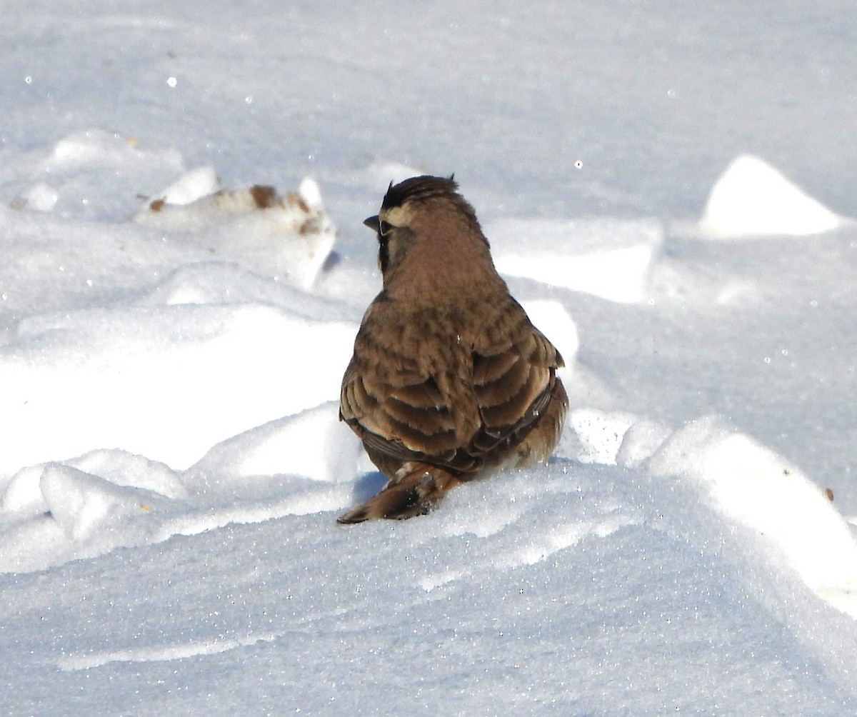 EBird Checklist 21 Jan 2024 Frying Pan Farm Park 22 Species   1200