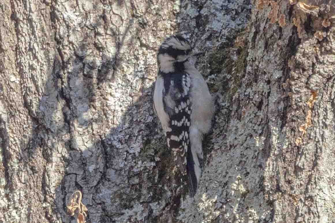 Downy Woodpecker (Eastern) - ML613810001