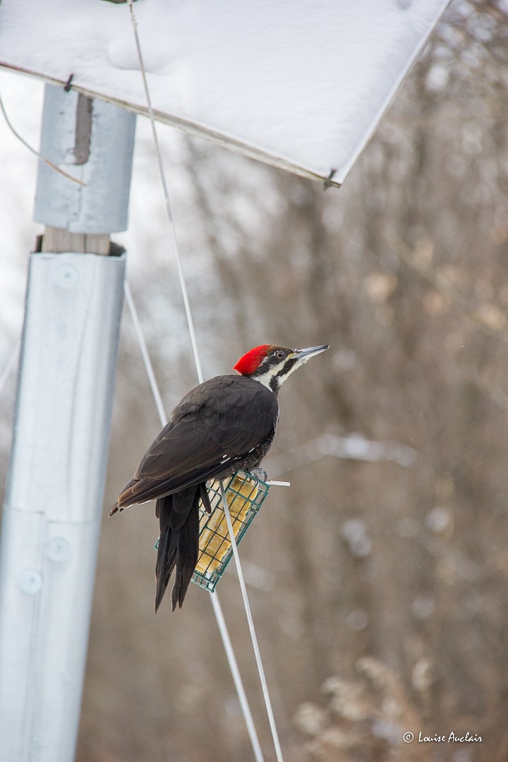 eBird Checklist 21 Jan 2024 Boisé SteDorothée 15 species