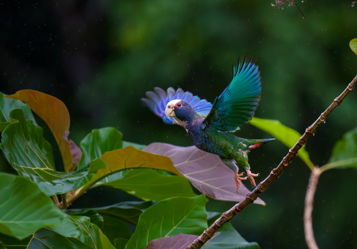 White-crowned Parrot - ML613810510