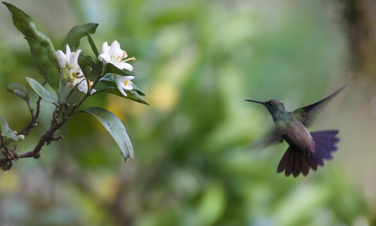 kolibřík zelenobřichý - ML613810747