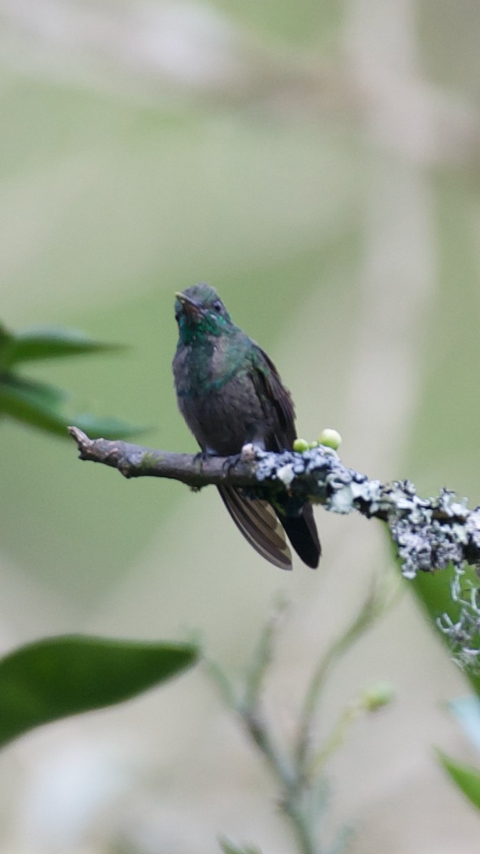 kolibřík zelenobřichý - ML613810757