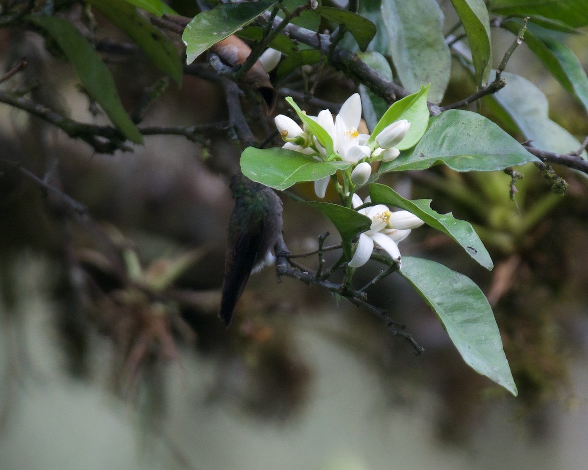 Yeşil Karınlı Kolibri - ML613810761