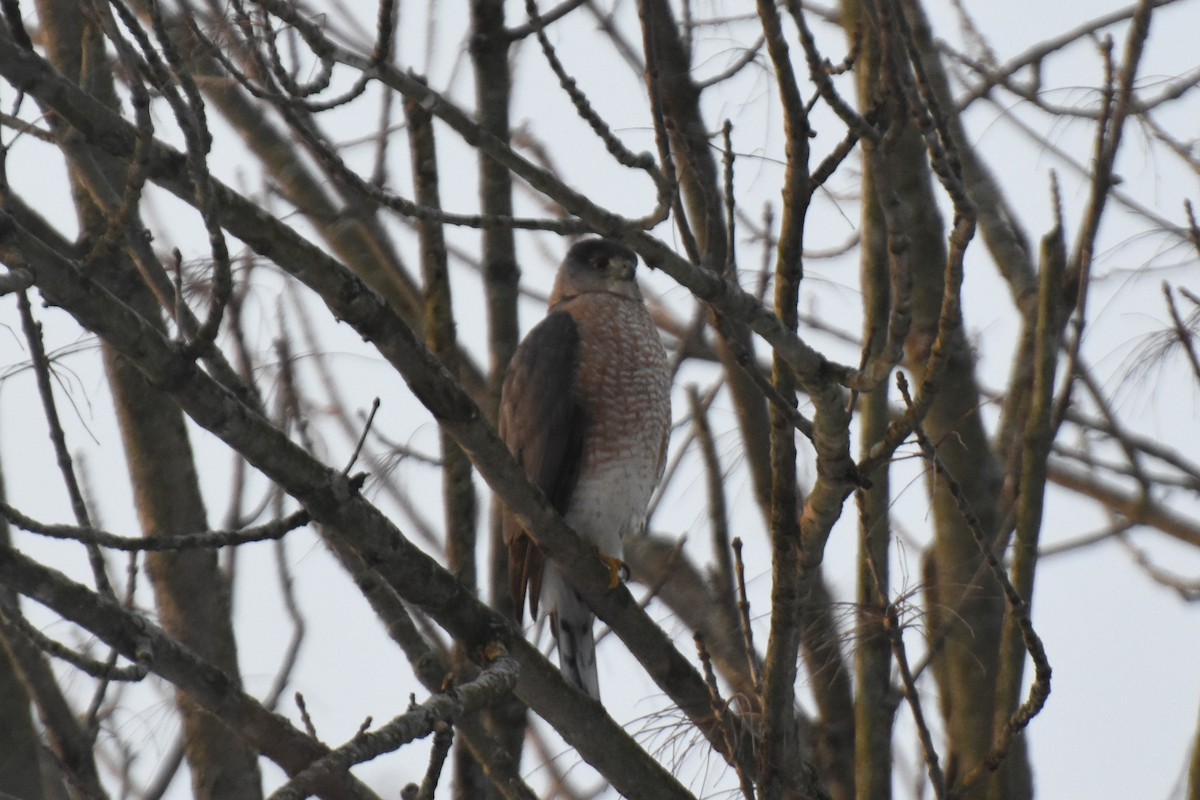 EBird Checklist 21 Jan 2024 CA ON Leeds Home 1 Species   1200