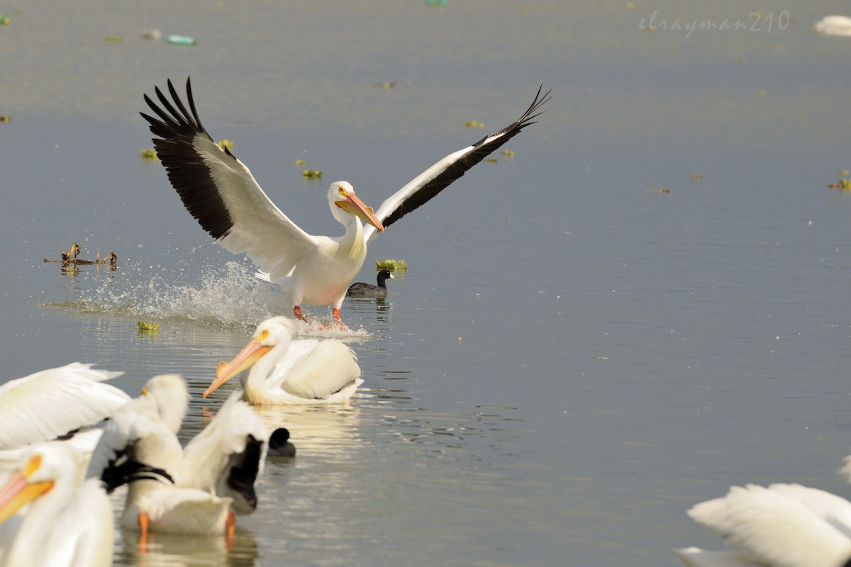 American White Pelican - Ricardo Arredondo