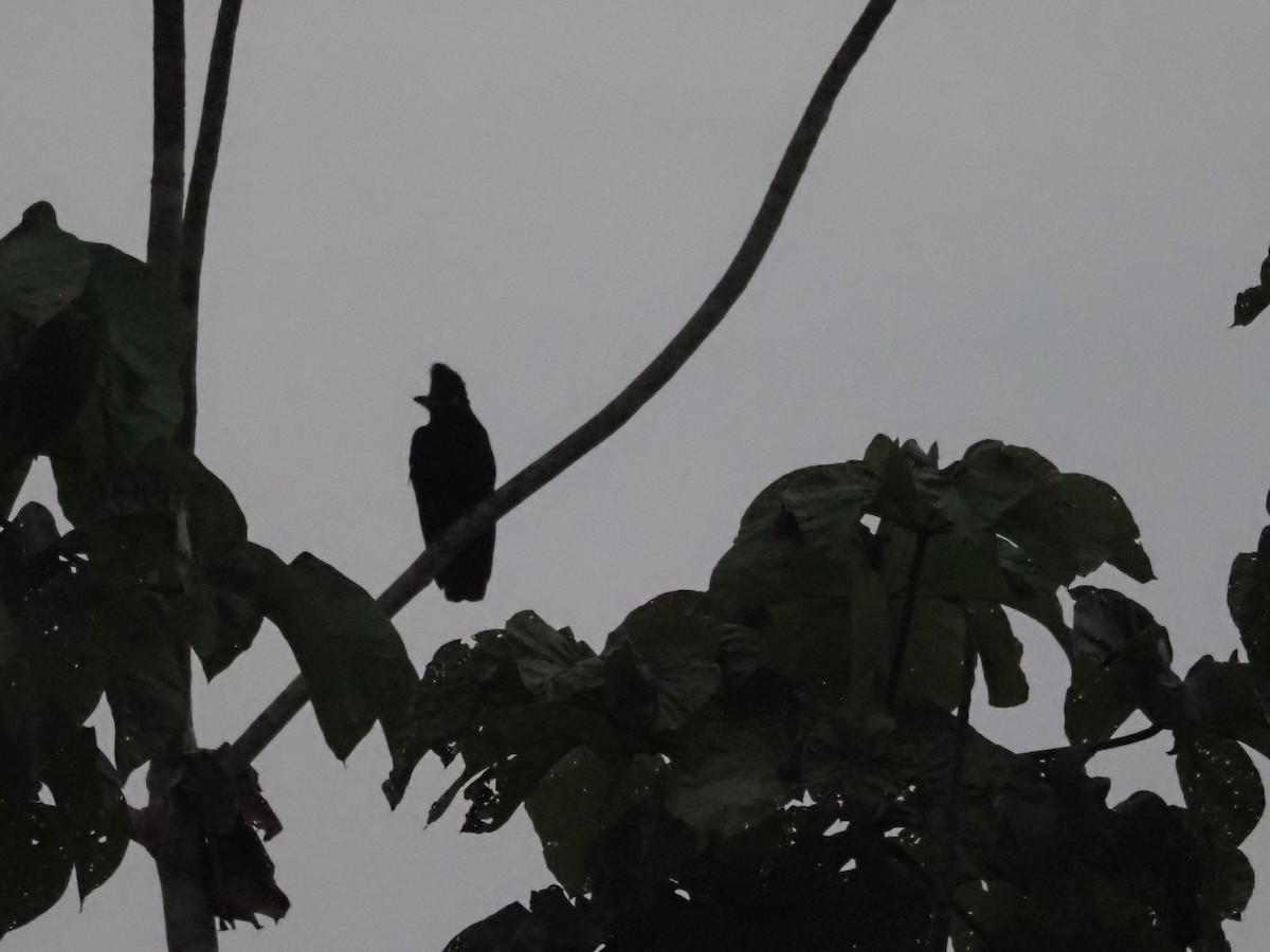 Amazonian Umbrellabird - ML613811051