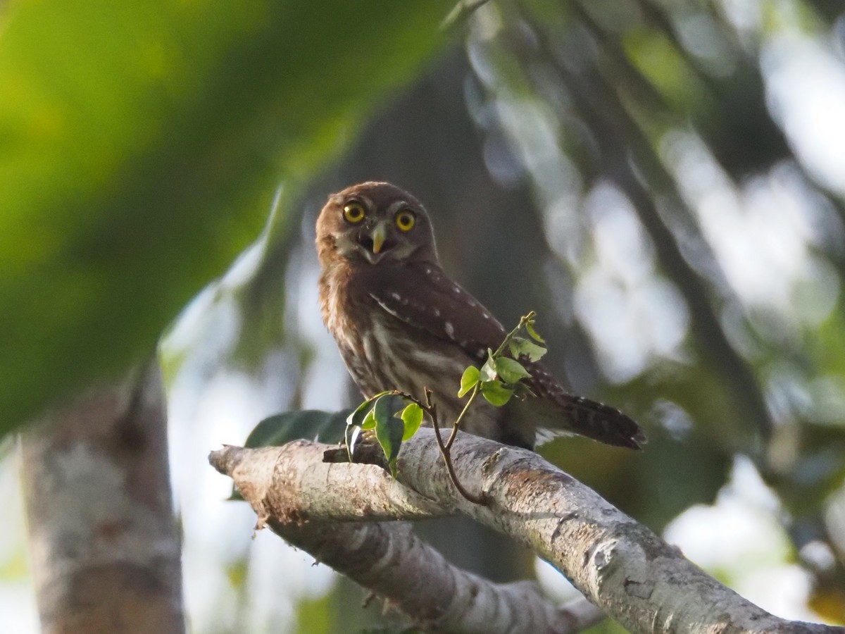 Ferruginous Pygmy-Owl - ML613811152